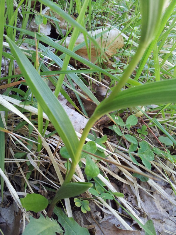 pianta da determinare - Cephalanthera rubra